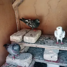 kepderi