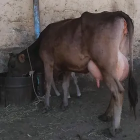 Göleli sygyr