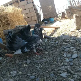 Kepderi
