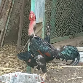 taşkent horaz mäki