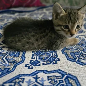 отдам в добрые руки