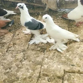 Kepderi