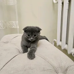 котята