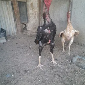хороз