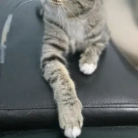 Кошка домашняя