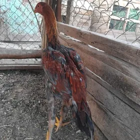 horaz