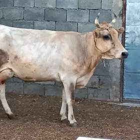 Goleli sygyr.