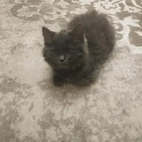 Pişik
