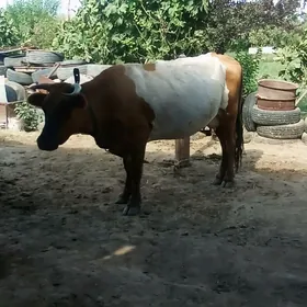 goleli sygyr
