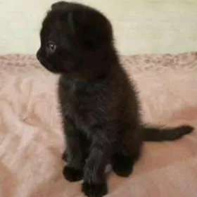 вислоухий котенок