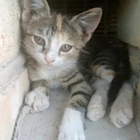 pishik