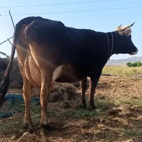 Göleli Sygyrlar
