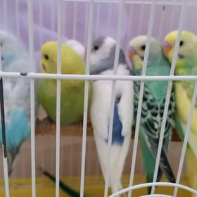 Popugaylar