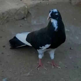 kepderi  голуби