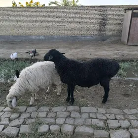 goç we goýun