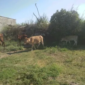 goleli sygyrlar