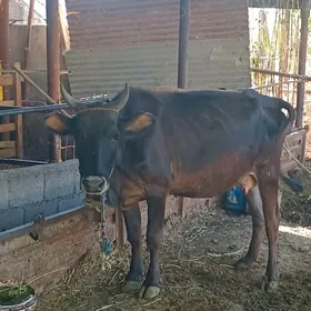 goleli sygyr