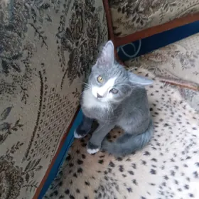 Котик