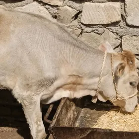 гачар