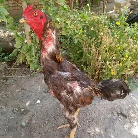 horaz