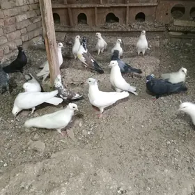 kepderi