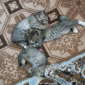 котята.