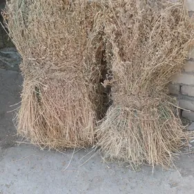 Йорунжа