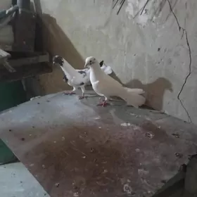 kepderi