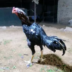 horaz