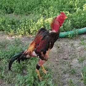 ozbek samo