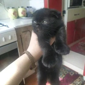 котенок