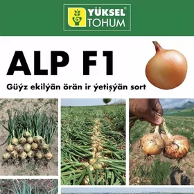 Gök-Ekin Tohumlary