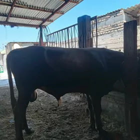 Öküz