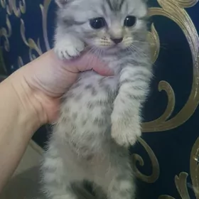 Шотландские котята килт