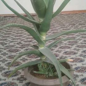Aloe gül