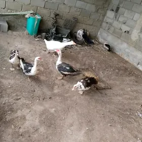 ordek kus kus