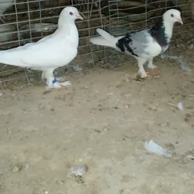 kepderi