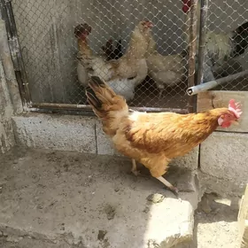 kurk towuk