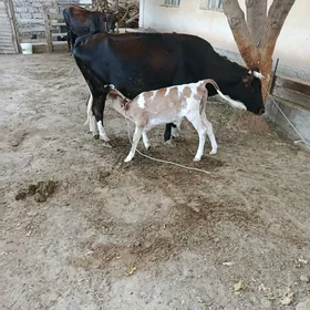 sygyr goleli