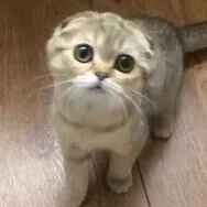 шотландский котёнок