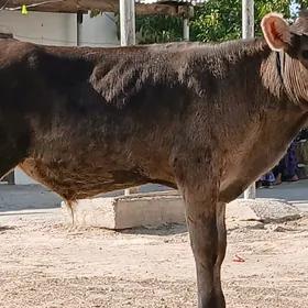 Öküz