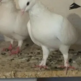 kepderi