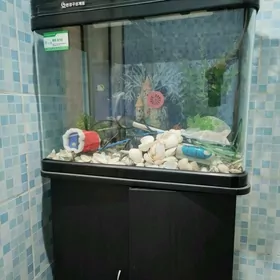 аквариум