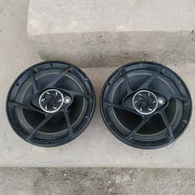 pioneer garpyz