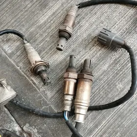 kotalizator dacik