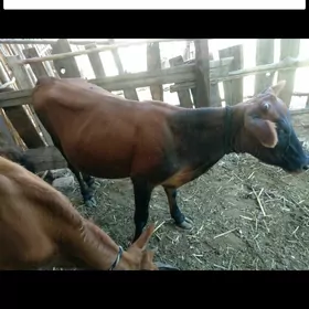 GULAJYYN