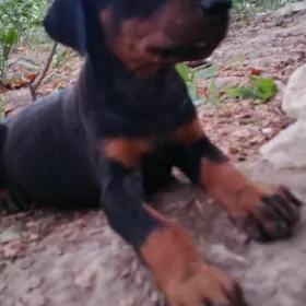 doberman güjik доберман щенки