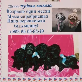 Щенки малого пуделя