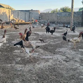 taŝket horaz we towuklar