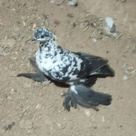 kepderi